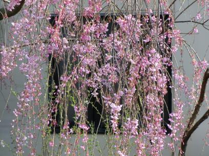 しだれ桜